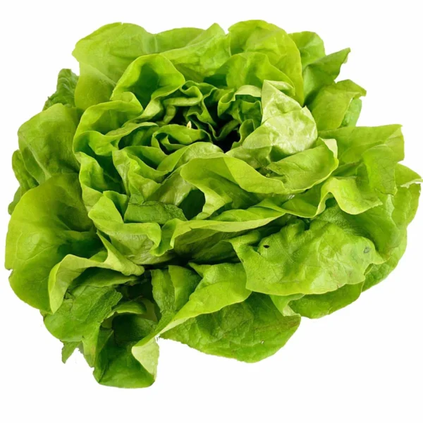 Cespo di insalata a foglia tenera verde chiaro