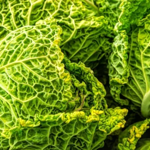 Verza fresca con foglie increspate